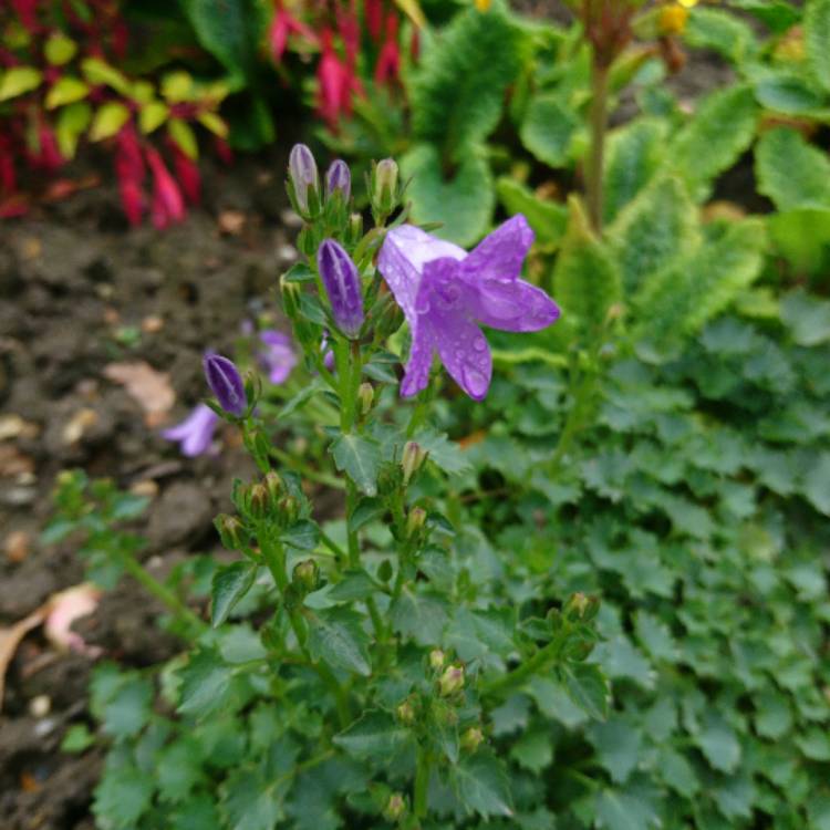 Plant image Campanula carpatica 'Rapido Blue Harebells'