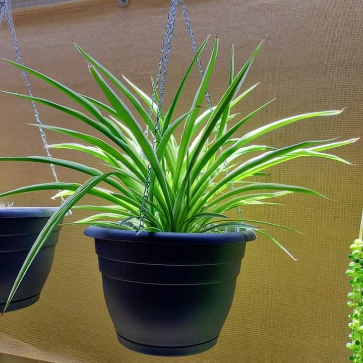 Plant image Chlorophytum Comosum Reverse Variegatum