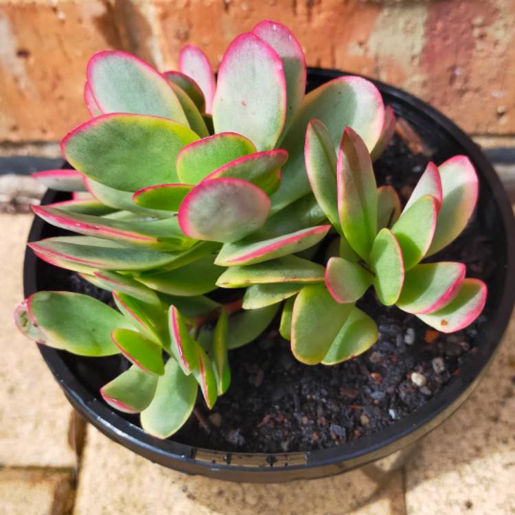 Plant image Crassula platyphylla variegated