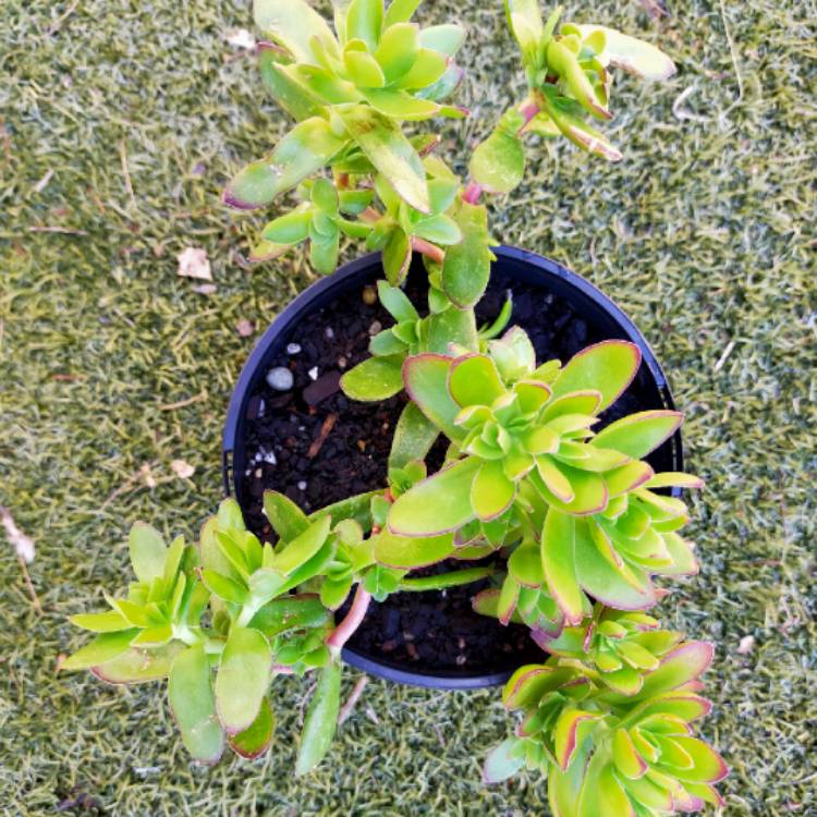 Plant image Crassula 'Red Tipped Butterfly Bush'