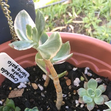 Crassula ovata 'Variegata'