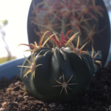 Devil's Tongue Cactus