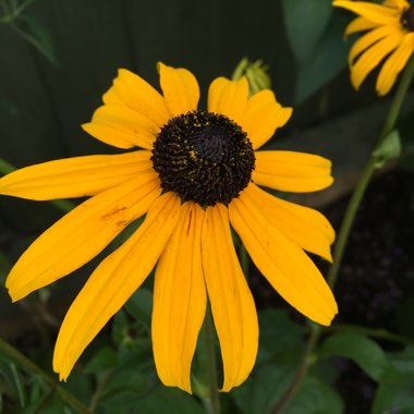 Coneflower 'Goldsturm'