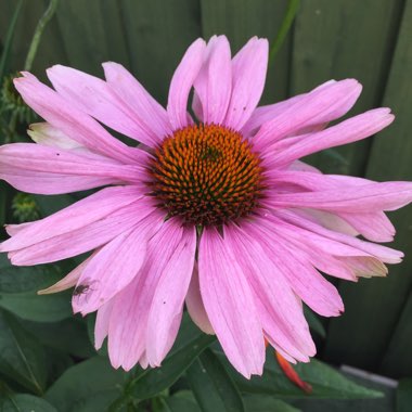 Coneflower 'Magnus'