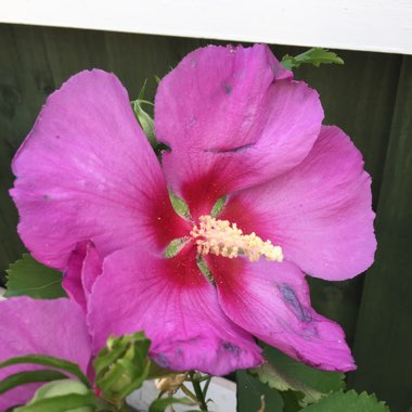 Hibiscus 'Walberton's Rose Moon'