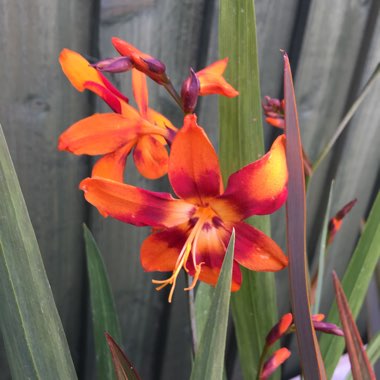 Montbretia 'Emily McKenzie'