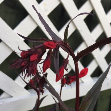 Cardinal Flower 'Queen Victoria'