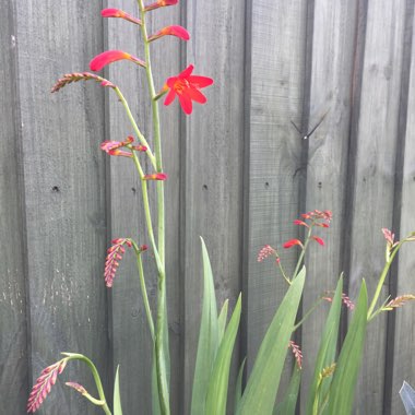 Montbretia 'Lucifer'