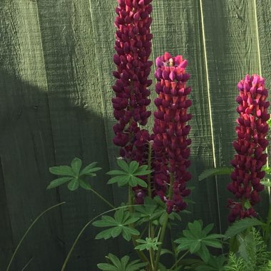 Lupin 'Masterpiece'