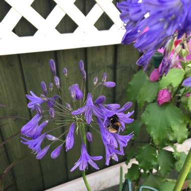 African Lily