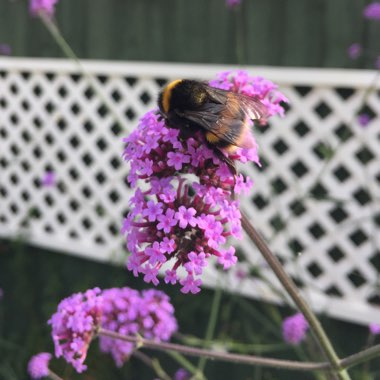 Purple Top Vervain