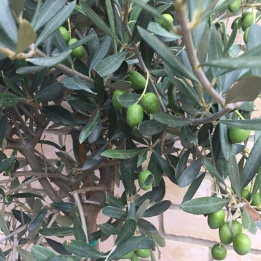 Olive Tree 'Correggiola'