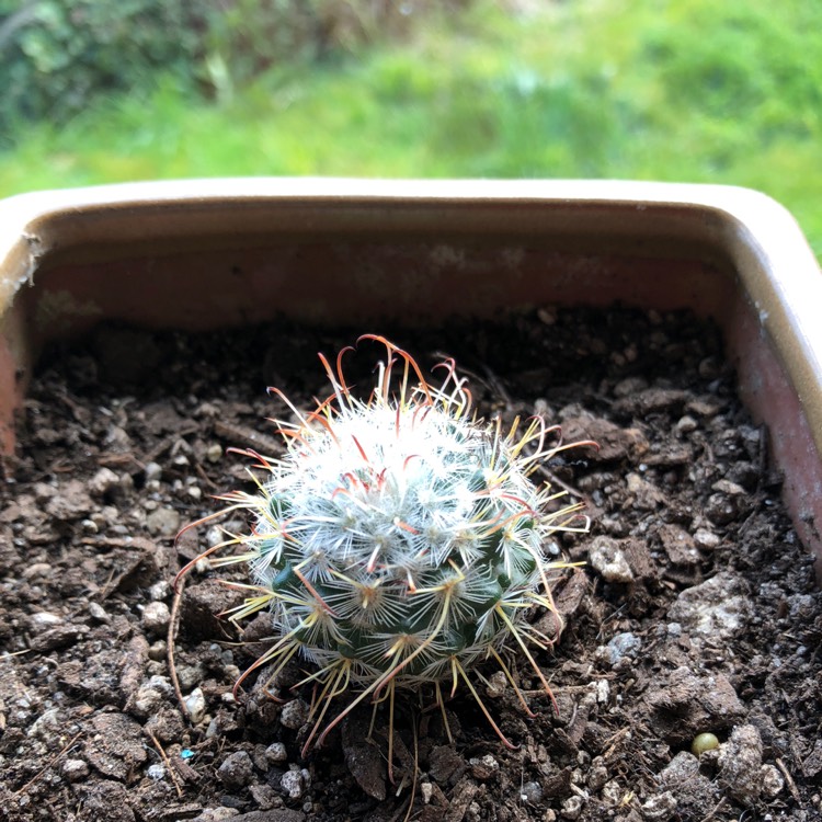 Plant image Mammillaria beneckei