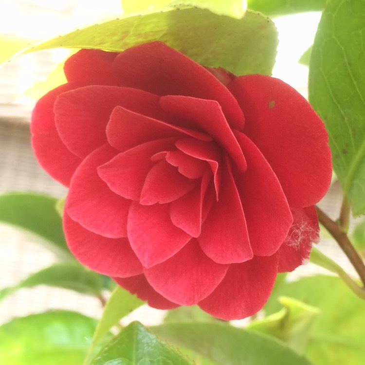 Plant image Camellia reticulata x williamsii 'Black Lace'