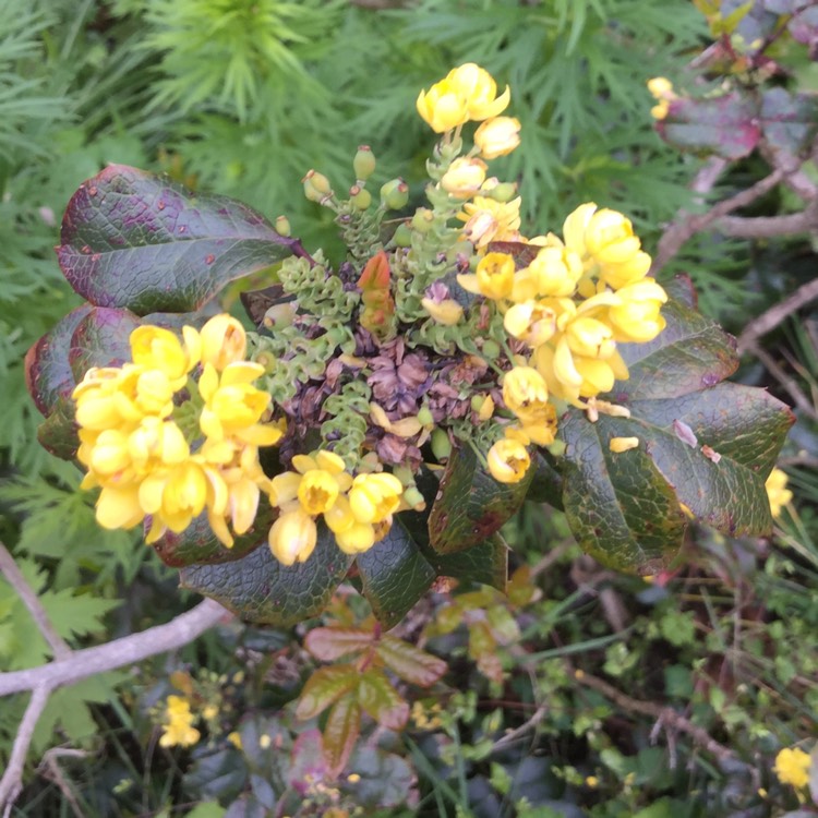 Plant image Mahonia Aquifolium 'Apollo'