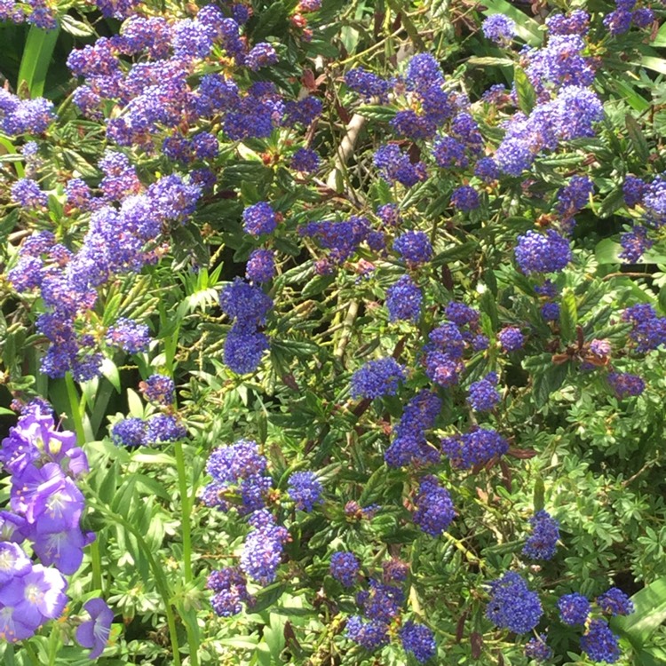 Plant image Ceanothus 'Dark Star'