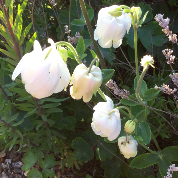 Plant image Aquilegia 'Swan Mixed'