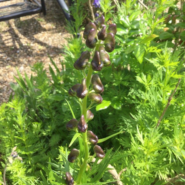 Plant image Aconitum