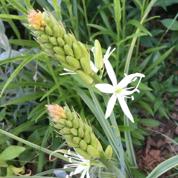 Plant image Camassia cusickii