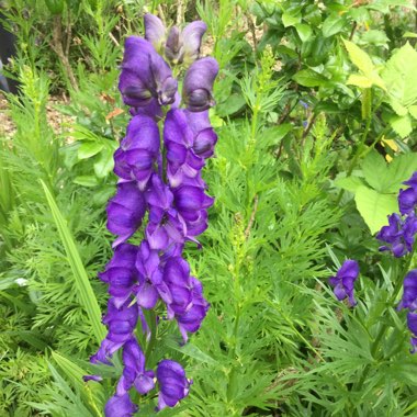 Aconitum