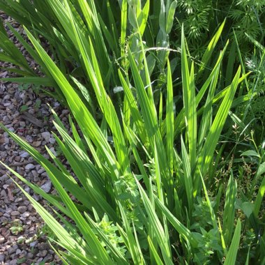 Crocosmia