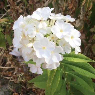 Phlox paniculata