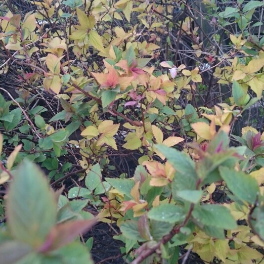 Plant image Spiraea japonica 'Golden Princess'