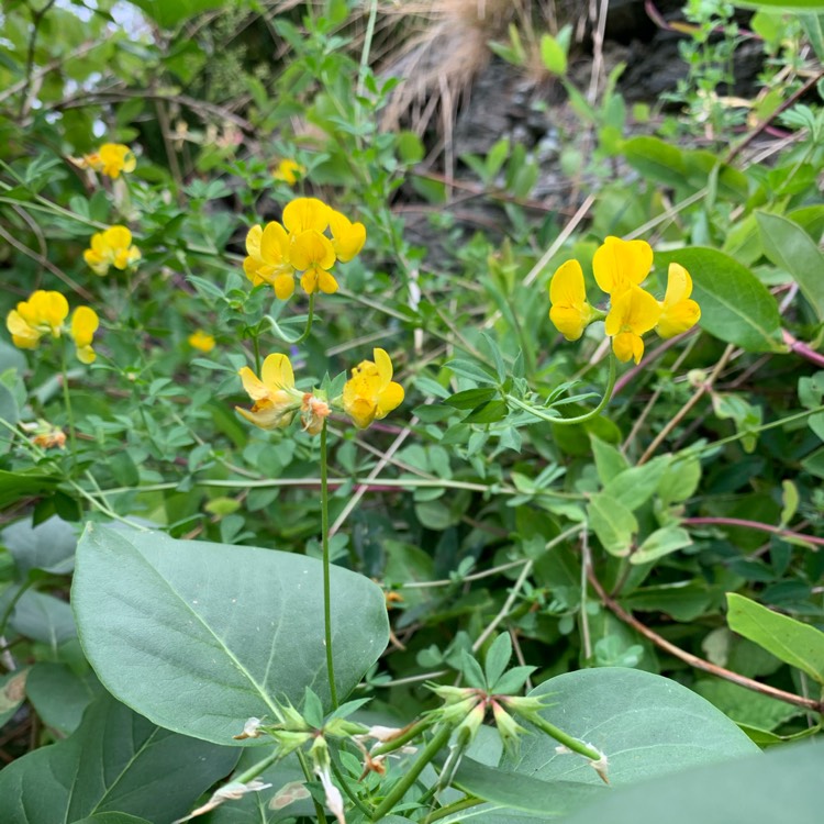 Plant image Lotus corniculatus