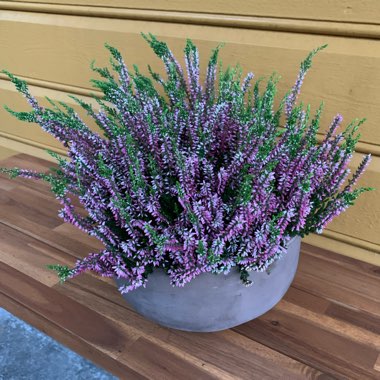 Calluna vulgaris