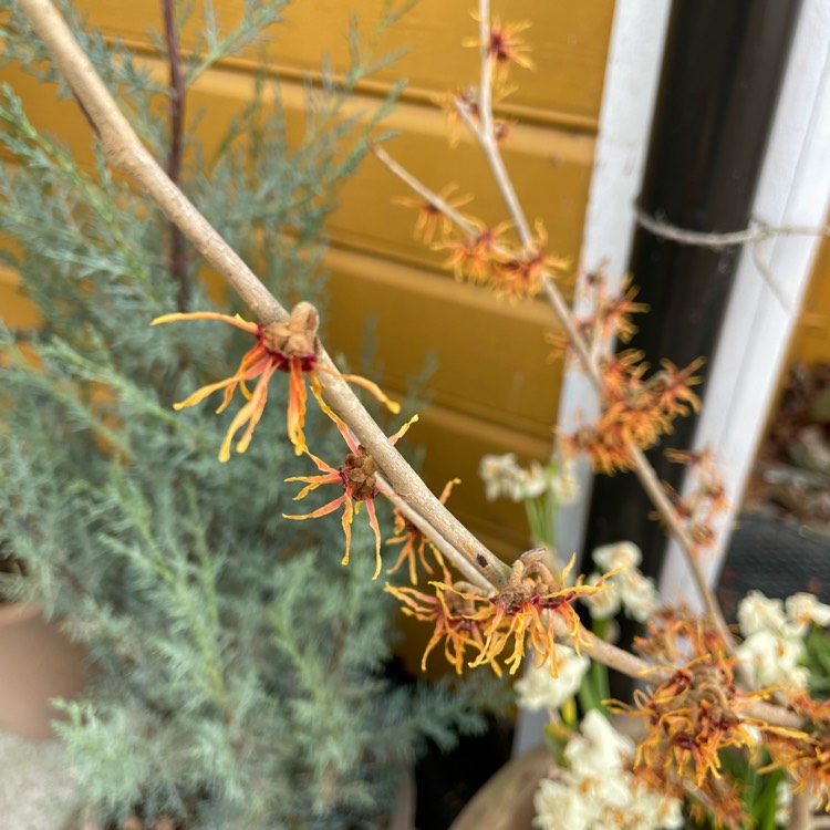 Plant image Hamamelis