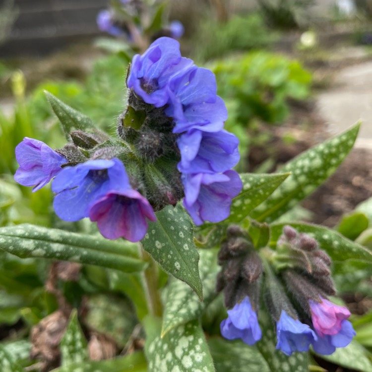 Plant image Pulmonaria 'Blue Ensign'