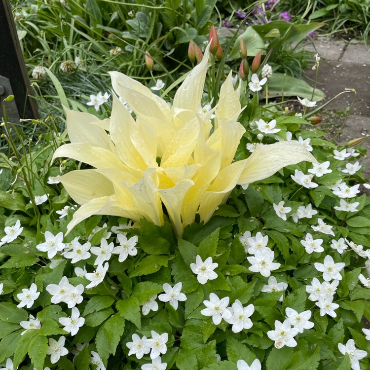 Plant image Hosta 'White Feather'