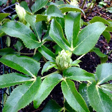 Helleborus argutifolius 'Silver Lace'