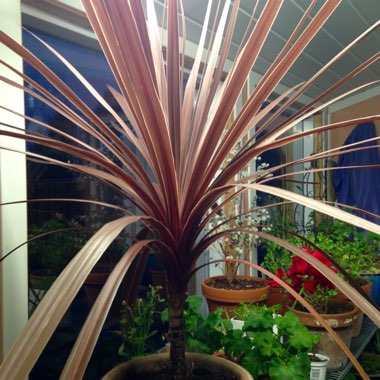 Cordyline 'Red Star'