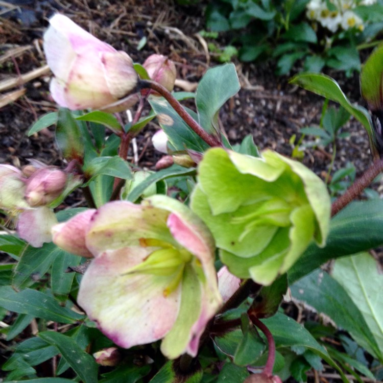 Plant image Helleborus x sahinii 'Winterbells'