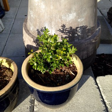 Buxus sempervirens