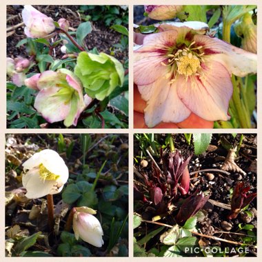 Helleborus