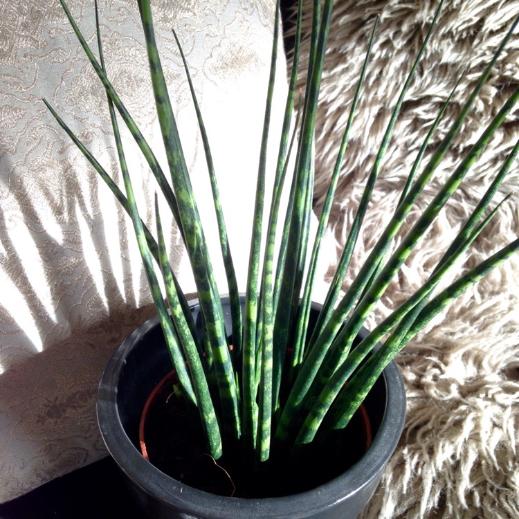 Plant image Sansevieria bacularis 'Mikado'