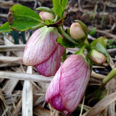 Helleborus x hybridus 'Painted Bunting'