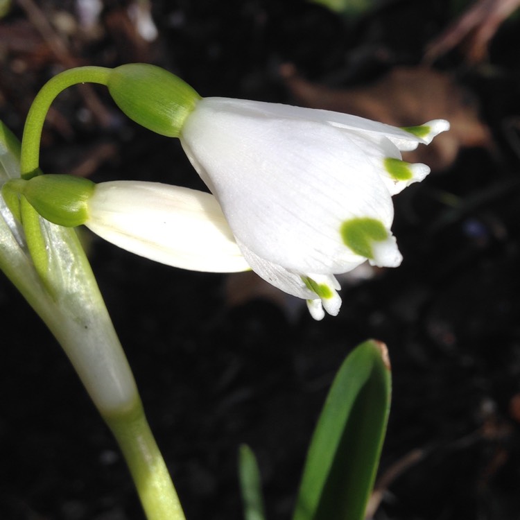 Plant image Leucojum vernum