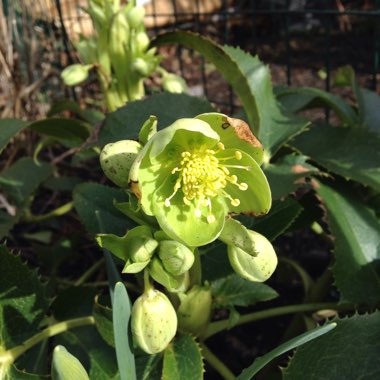 Helleborus argutifolius 'Silver Lace'