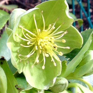 Helleborus argutifolius 'Silver Lace'