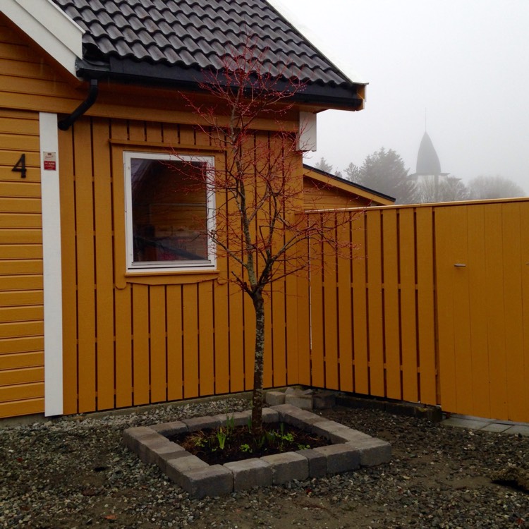 Plant image Tilia Cordata 'Winter Orange'