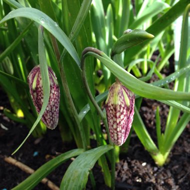 Fritillaria meleagris