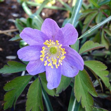 Anemonoides blanda syn. Anemone blanda