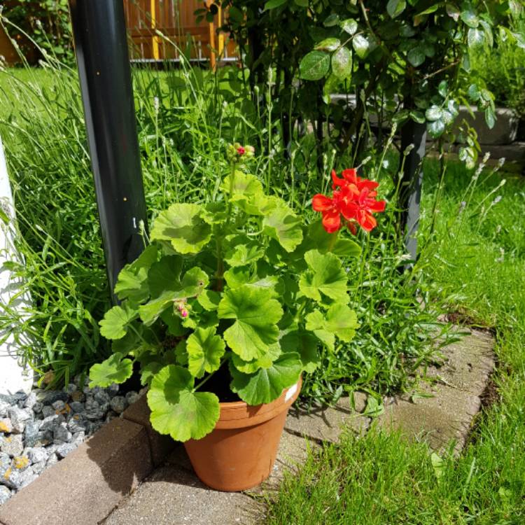 Plant image Pelargonium 'Big Red' (Big Series)