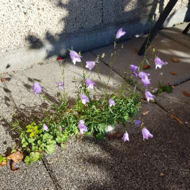 Campanula rotundifolia