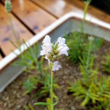 Lavandula angustifolia 'Ellagance Snow' (Ellagance Series)