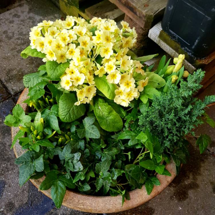 Plant image Primula veris 'Veristar Lemon'