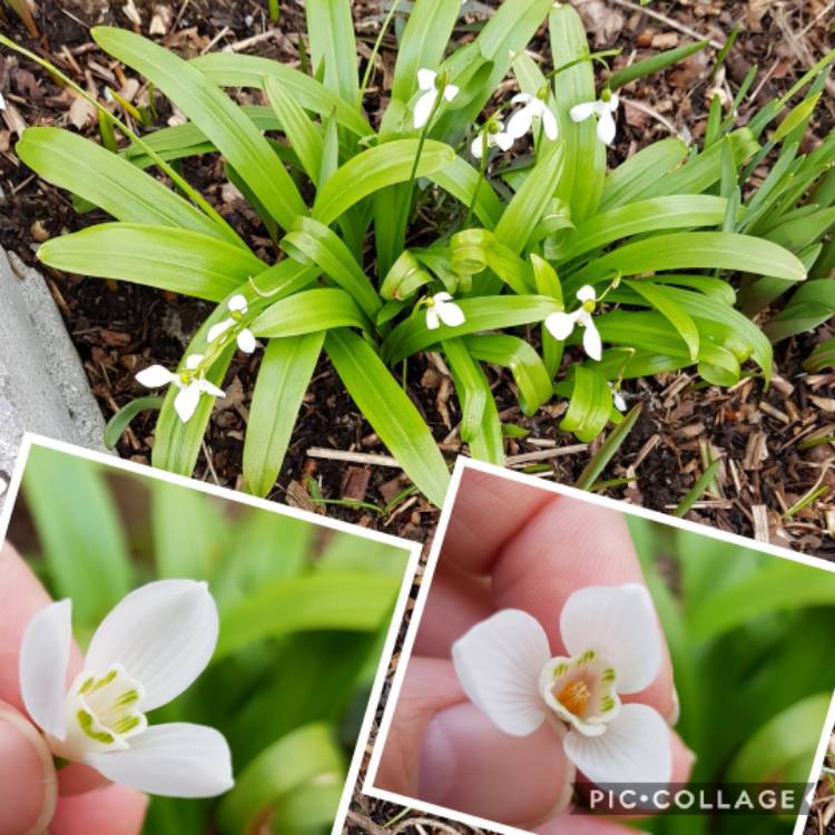 Plant image Galanthus woronowii